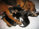 2 weeks old