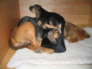 7 weeks old and annoying mother!