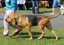 Marksbury Scribble at 6 months old