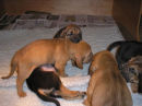Cautious' Puppies at 4.5 weeks