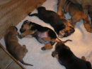 Cautious' Puppies 4.5 weeks