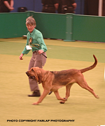 Ch. Marksbury Wistful (Bertha) after winning the Hound Group at Crufts 2007
