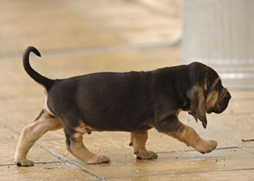 The "F" litter at 5 weeks old.