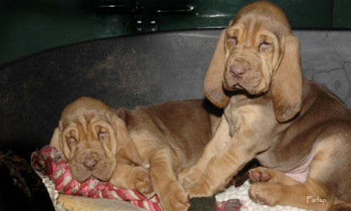 current litter - 5 weeks old
