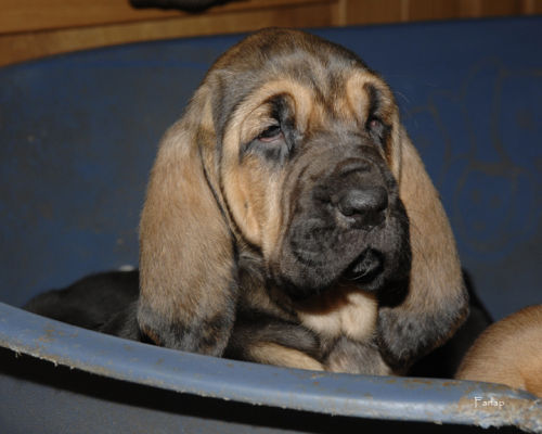 current litter at 5 weeks