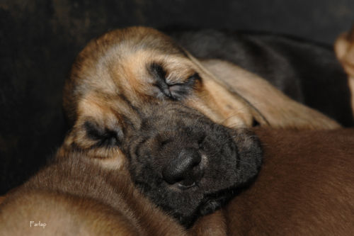 Current litter 5 weeks old.