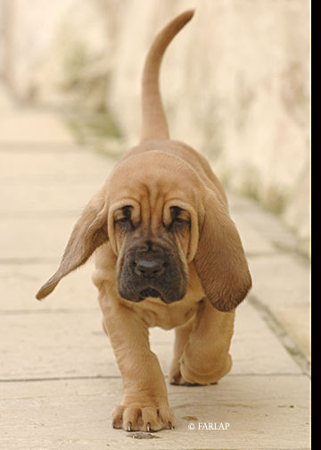 Marksbury Puppy October 2006