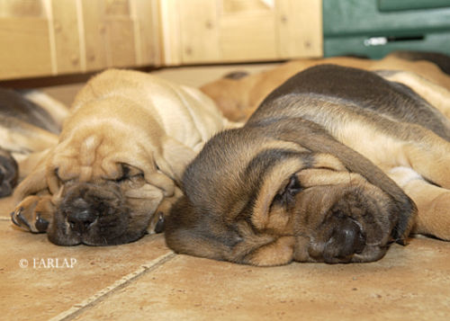 Sleeping marksbury Puppies