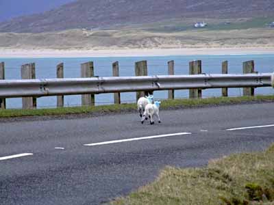 75, Lambs near Seilibost