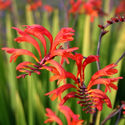 Crocosmia