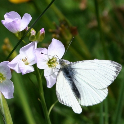 Cuckoo Flower
