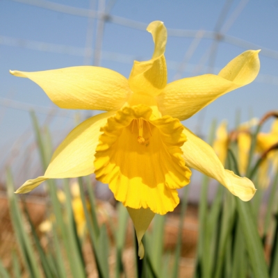 Daffodil