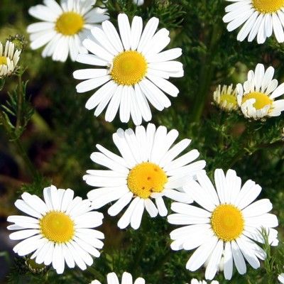 Daisies