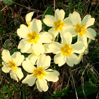 Primroses