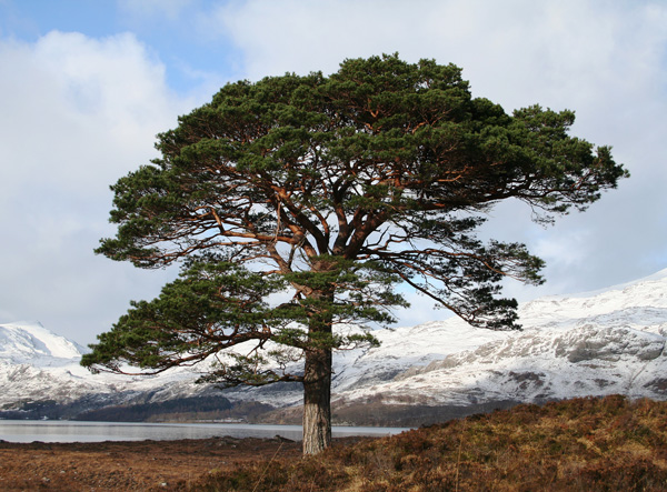 Scots Pine by Loch Maree