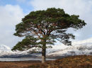 Scots Pine by Loch Maree