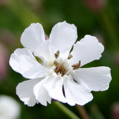 Sea Campion