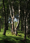 Greshornish Woodland