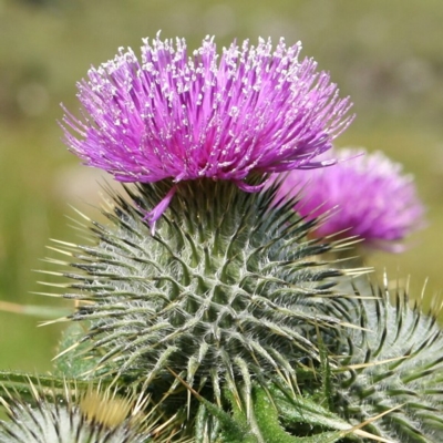 Thistle