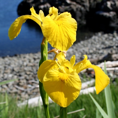 Yellow Flag Iris