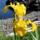 Yellow Flag Iris