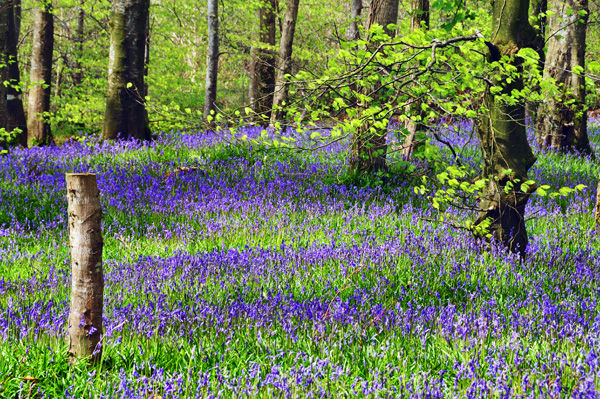 Bluebells in Garvagh Forest