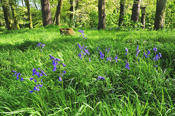 Bluebells in Delamont Country Park