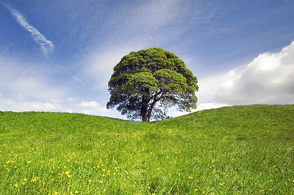 Spring Tree