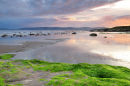 Seaweed Sunset