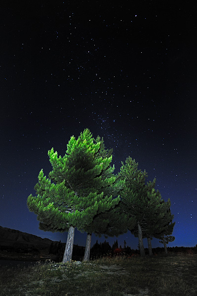 Trees and the Night Sky