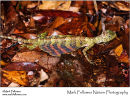 Five-striped flying lizard Draco quinquefasciatus