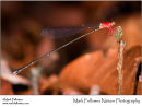 Amphicnemis wallacii
