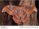 Atlas moth Attacus atlas