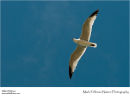 Audouin's gull Ichthyaetus audouinii