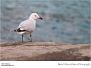 Audouin's gull Ichthyaetus audouinii