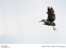 Black-crowned night heron Nycticorax nycticorax
