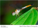 Brachygonia oculata