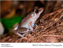 Brown marsh frog Rana baramica