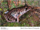 Brown marsh frog Rana baramica