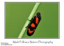 Froghopper Cercopis vulnerata