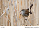 Cetti's warbler Cettia cetti