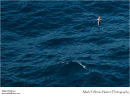 Cory's shearwater Calonectris diomedea