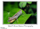 Common field grasshopper Chorthippus brunneus