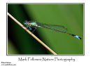 Blue-tailed damselfly Ischnura elegans