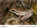 Four-lined tree frog Polypedates leucomystax