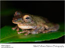 Frilled-tree frog Rhacophorus appendiculatus