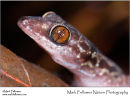 Grooved slender-toed gekko Cyrtodactylus-pubisulcus
