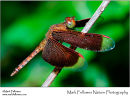Neurothemis fluctuans
