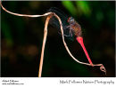 Orthetrum chrysis