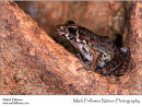 Rough-sided frog Rana glandulosa